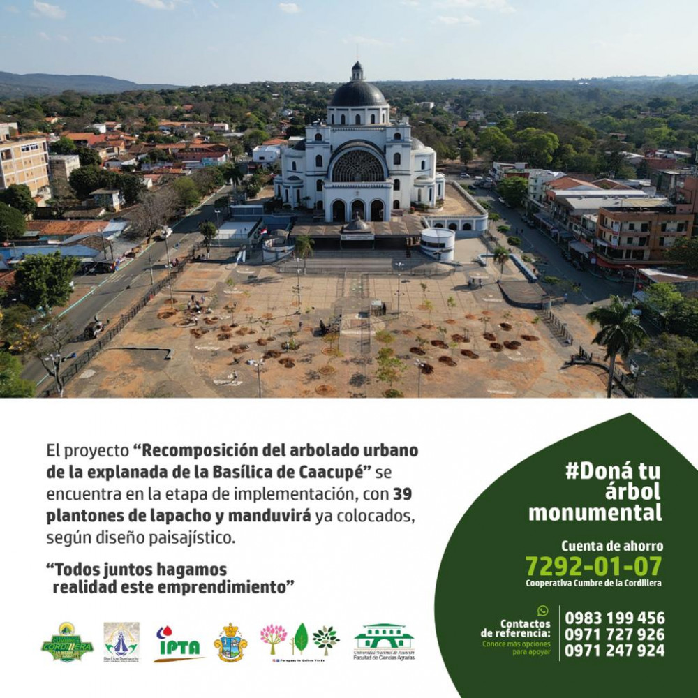 El proyecto de recomposición del arbolado de la Basílica